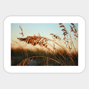 Sunlight On Sea Oats Sticker